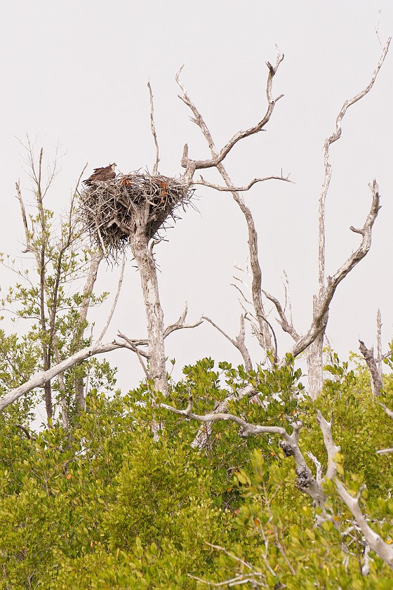 Ten Thousand Islands Tour. Nest. near Naples. .