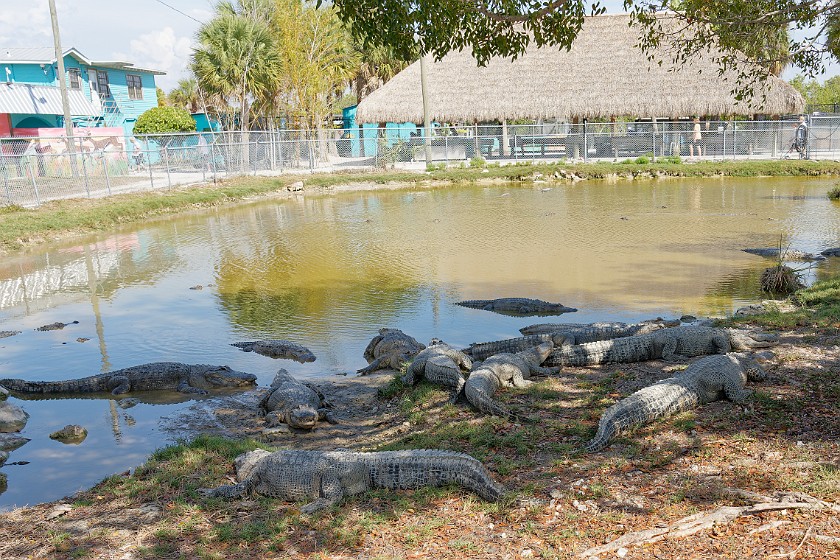 Airboat Tour & Zoo. Alligators. near Everglades City. .
