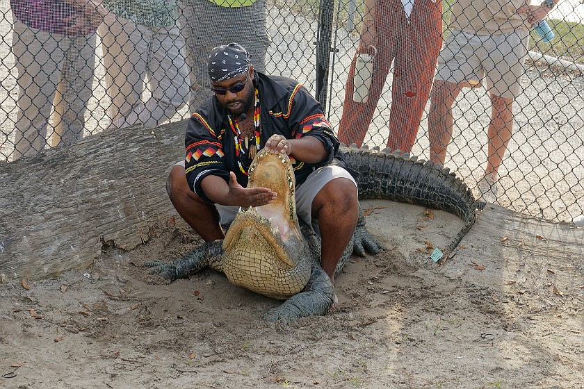 Airboat Tour & Zoo. Alligator show. near Everglades City. .