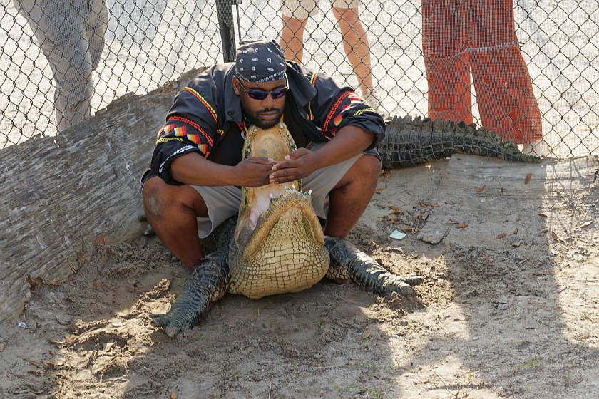 Airboat Tour & Zoo. Alligator show. near Everglades City. .