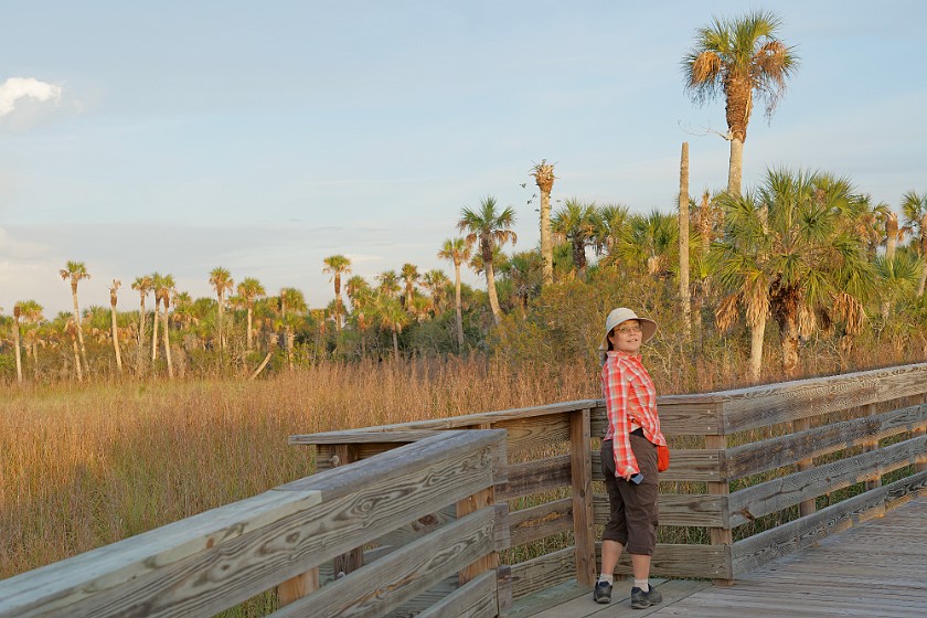 Big Cypress Bend Boardwalk. Boardwalk. near Everglades City. .