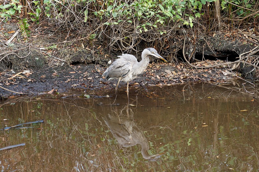 Big Cypress Bend Boardwalk. Heron. near Everglades City. .