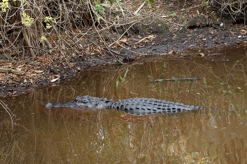 Big Cypress Bend Boardwalk. Alligator. near Everglades City. .