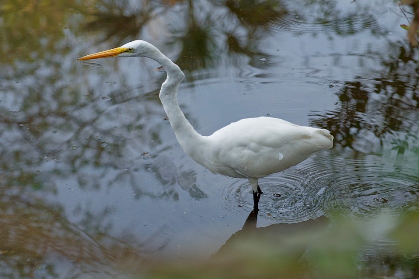 Big Cypress Bend Boardwalk. Heron. near Everglades City. .