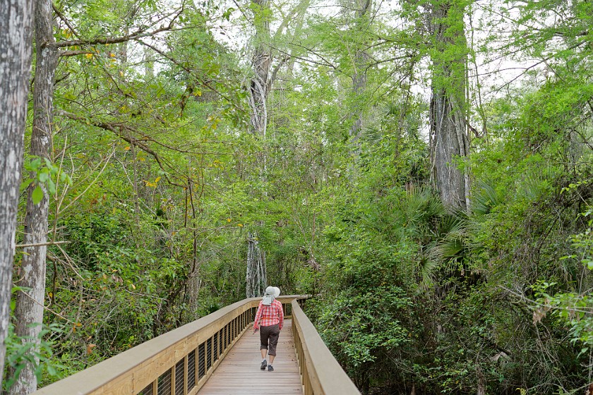 Big Cypress Bend Boardwalk. Boardwalk. near Everglades City. .