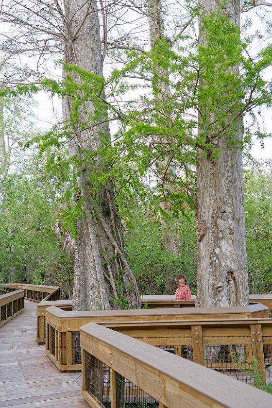 Big Cypress Bend Boardwalk. Boardwalk. near Everglades City. .