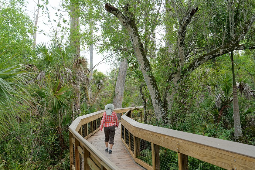 Big Cypress Bend Boardwalk. Boardwalk. near Everglades City. .