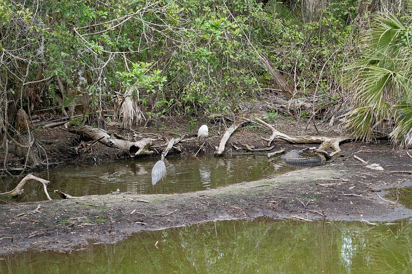Big Cypress Bend Boardwalk. Pond with herons and alligator. near Everglades City. .
