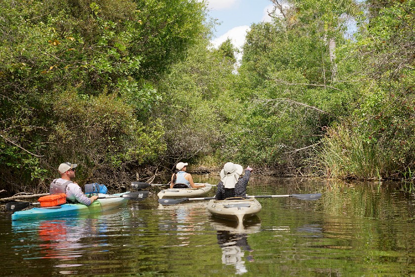 Kayak Tour on the Turner River. Kayaking. near Everglades City. .