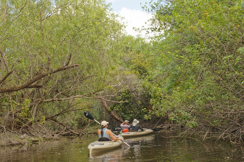 Kayak Tour on the Turner River. Kayaking. near Everglades City. .