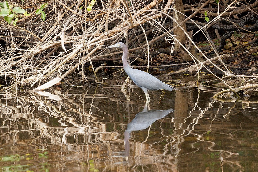 Kayak Tour on the Turner River. Heron. near Everglades City. .