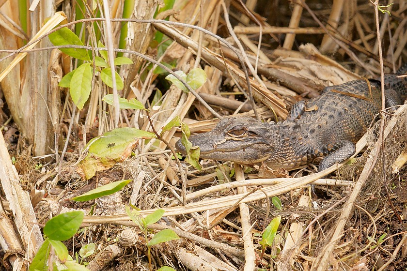 Kayak Tour on the Turner River. Baby alligator. near Everglades City. .