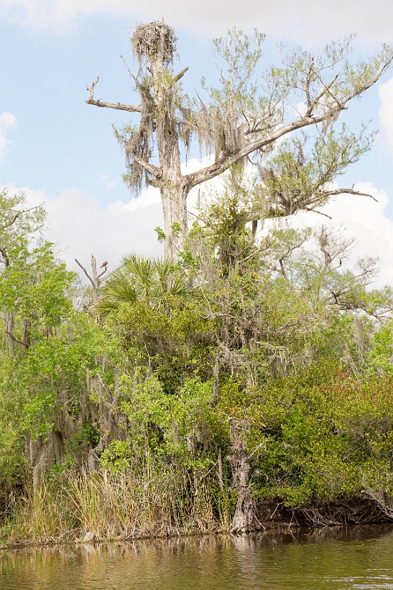 Kayak Tour on the Turner River. Tree with nest. near Everglades City. .