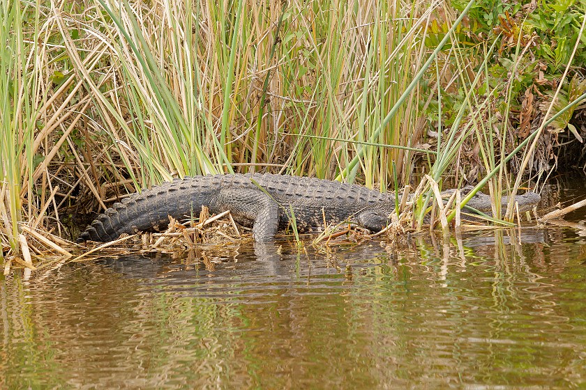 Kayak Tour on the Turner River. Alligator. near Everglades City. .