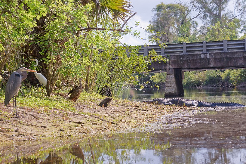 Kayak Tour on the Turner River. Herons and alligator. near Everglades City. .