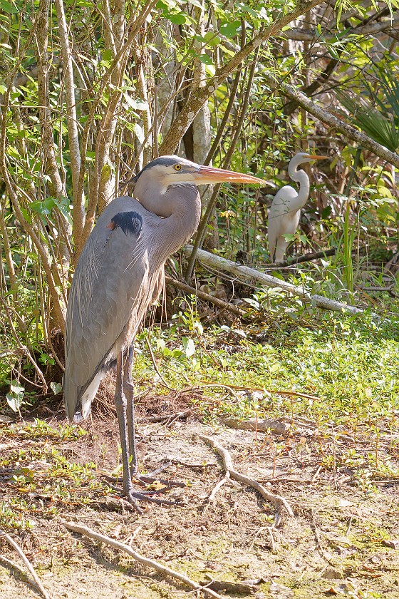 Kayak Tour on the Turner River. Heron. near Everglades City. .