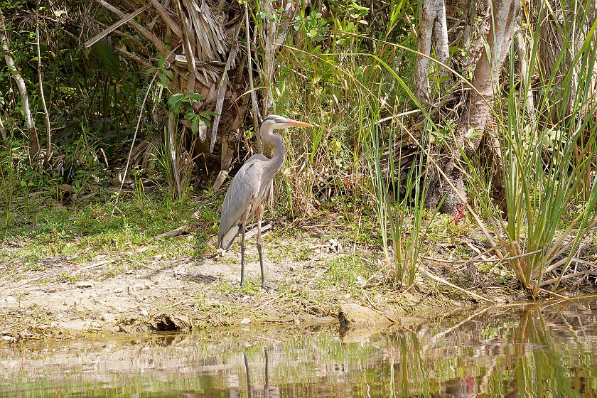 Kayak Tour on the Turner River. Heron. near Everglades City. .