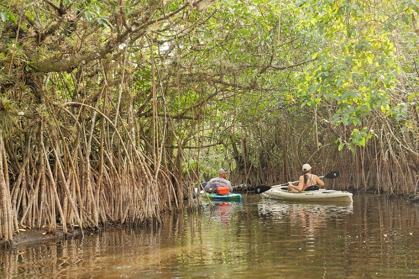 Kayak Tour on the Turner River. Kayaking. near Everglades City. .