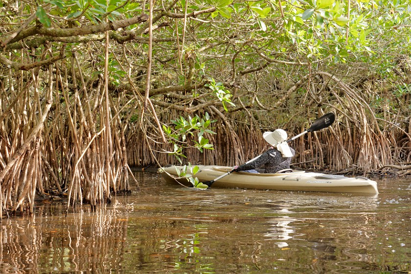 Kayak Tour on the Turner River. Kayaking. near Everglades City. .