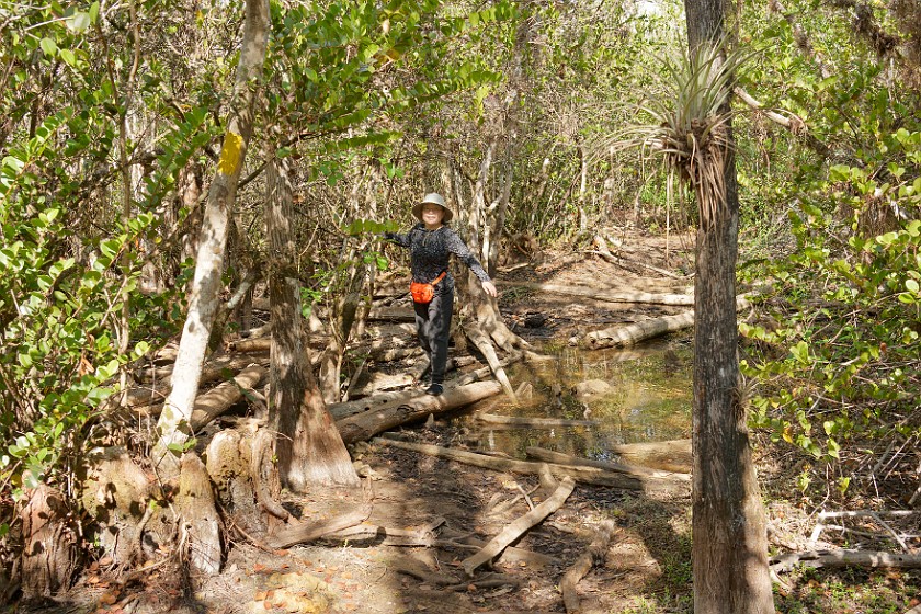 Gator Hook Trail. Hiking. near Ochopee. .