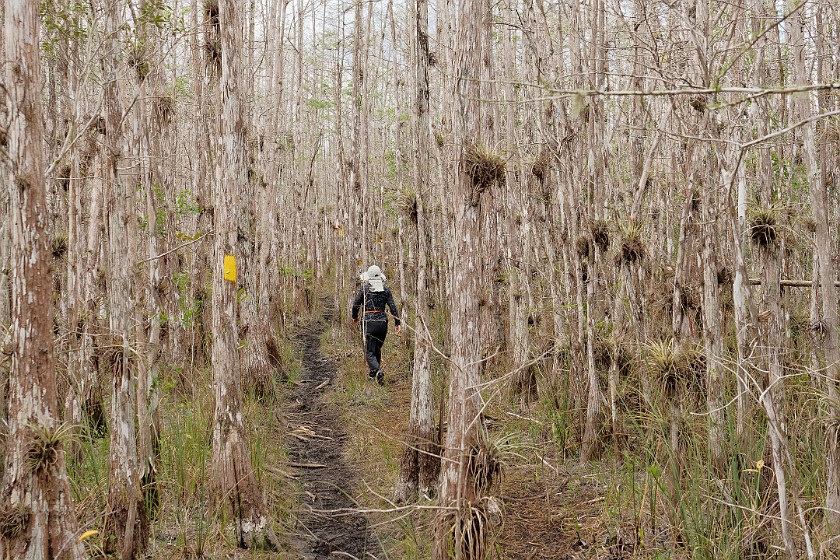 Gator Hook Trail. Hiking. near Ochopee. .