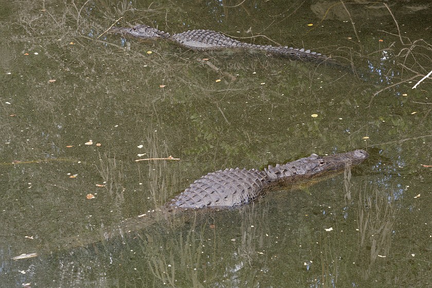 Loop Road Scenic Drive. Alligators. near Ochopee. .
