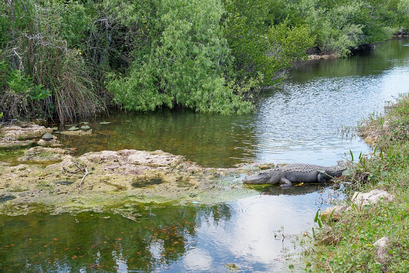 Shark Valley Bicycling Tour. Alligator. near Miami. .