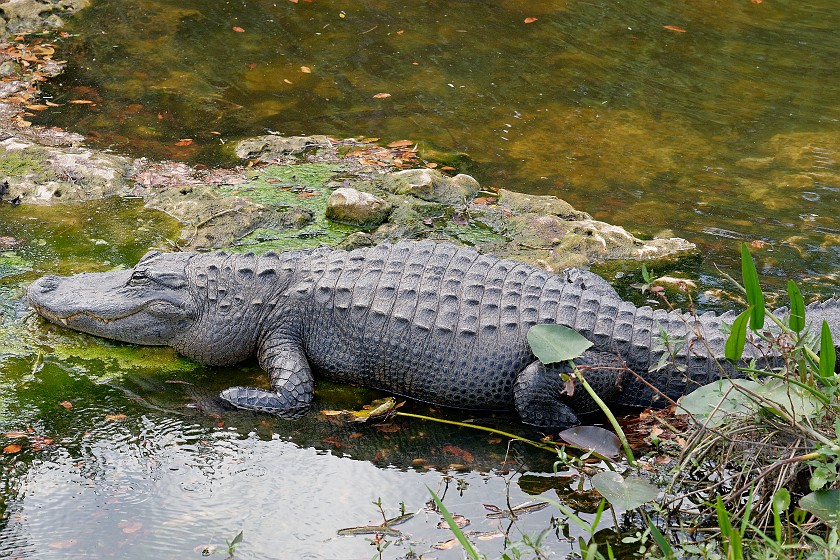 Shark Valley Bicycling Tour. Alligator. near Miami. .