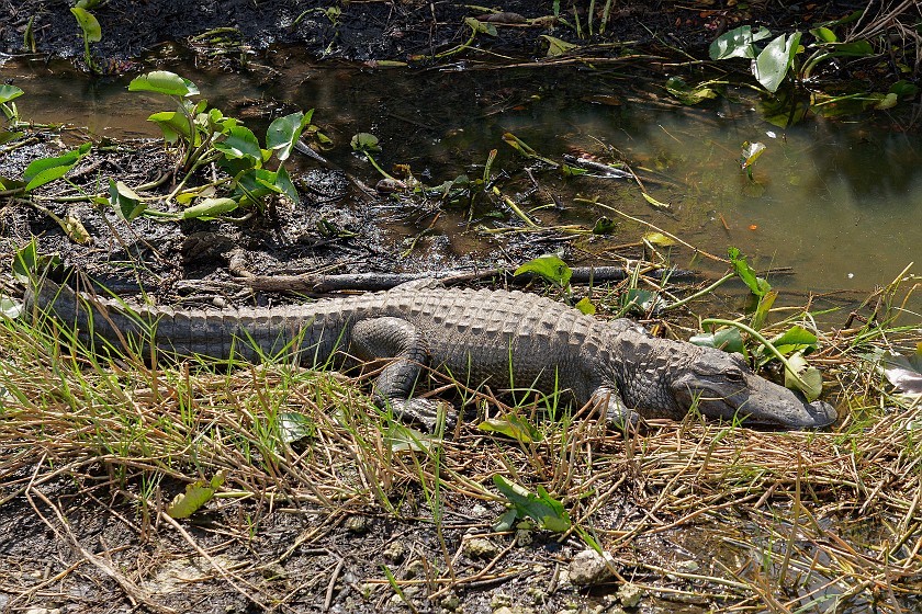 Shark Valley Bicycling Tour. Alligator. near Miami. .