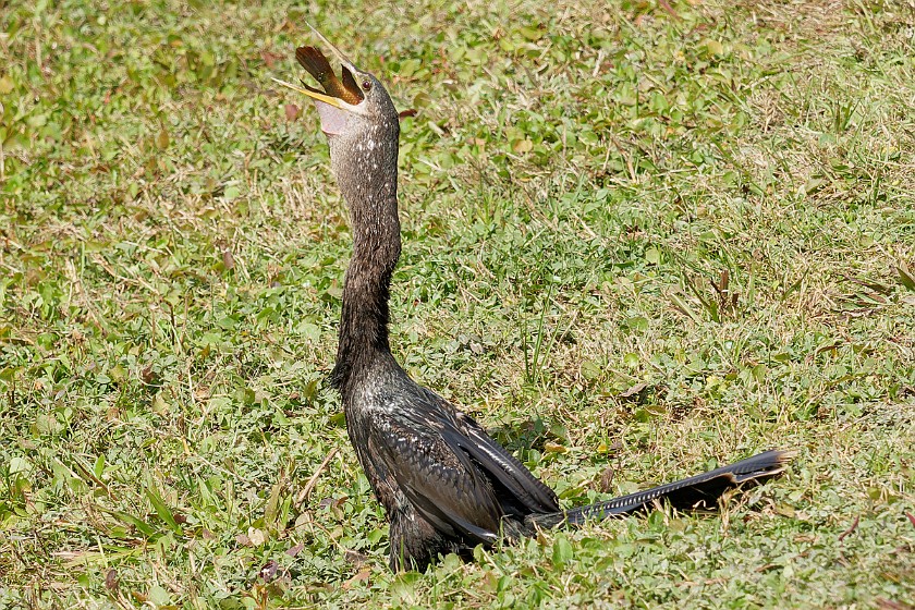 Shark Valley Bicycling Tour. Anhinga. near Miami. .