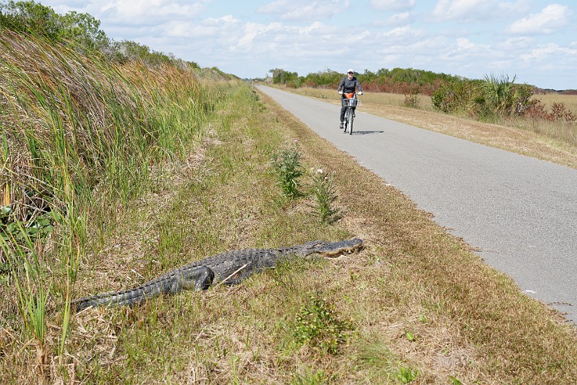 Shark Valley Bicycling Tour. Bicycling in front of an alligator. near Miami. .