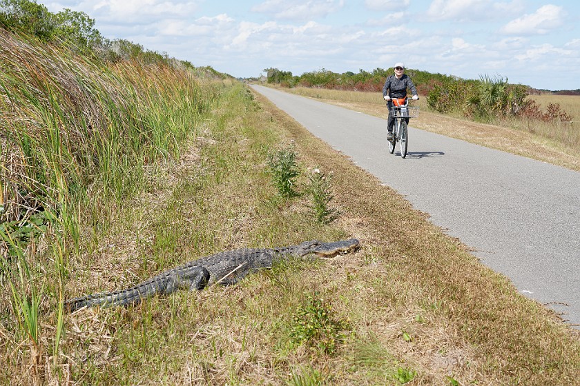 Shark Valley Bicycling Tour. Bicycling in front of an alligator. near Miami. .