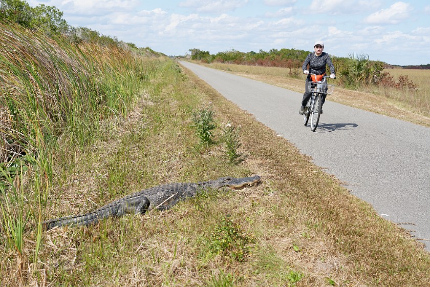 Shark Valley Bicycling Tour. Bicycling in front of an alligator. near Miami. .