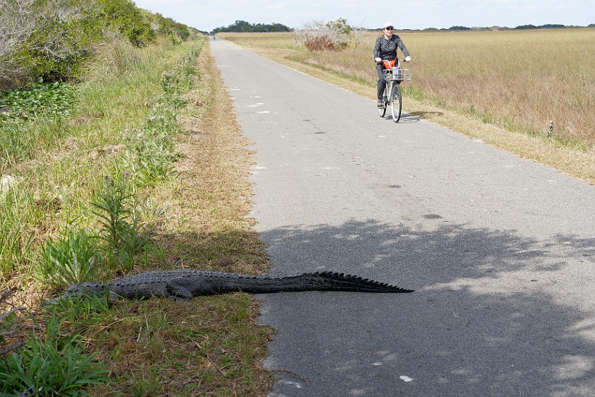 Shark Valley Bicycling Tour. Bicycling in front of an alligator. near Miami. .