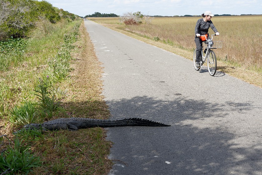 Shark Valley Bicycling Tour. Bicycling in front of an alligator. near Miami. .