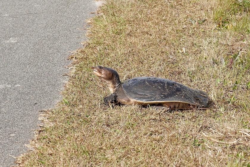 Shark Valley Bicycling Tour. Turtle. near Miami. .