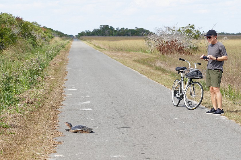 Shark Valley Bicycling Tour. Turtle crossing the street. near Miami. .