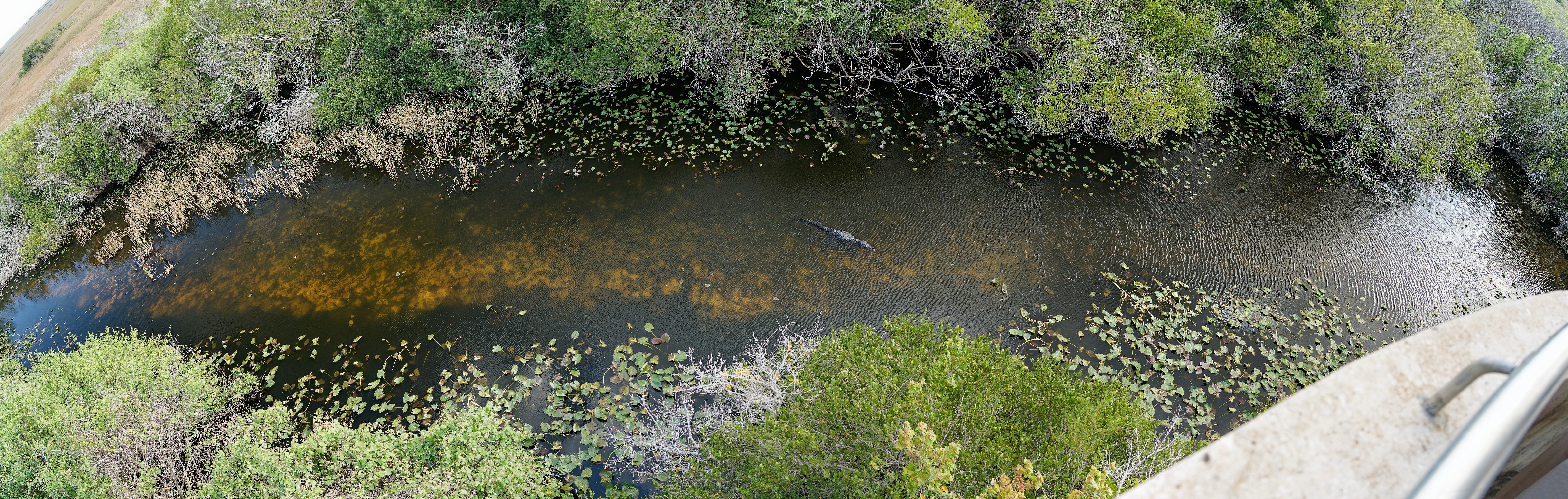 Shark Valley Bicycling Tour. Panoramic view on the mangrove channel with alligator. near Miami. .