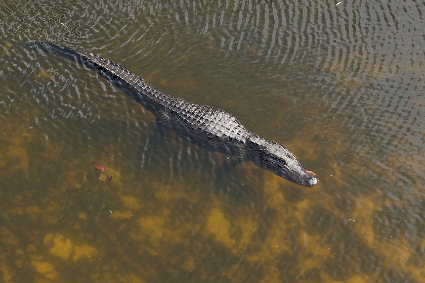 Shark Valley Bicycling Tour. Alligator. near Miami. .