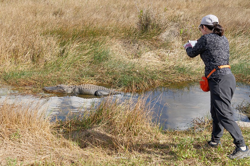 Shark Valley Bicycling Tour. Taking a photo of an alligator. near Miami. .