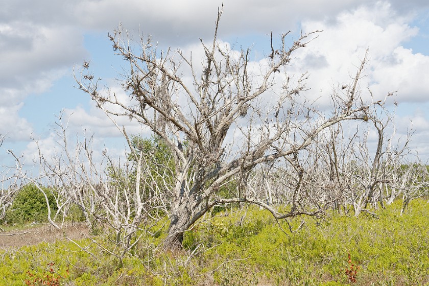 Christian Point Trail. Tree. near Homestead. .