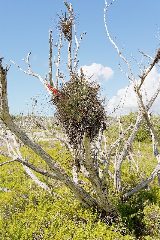 Christian Point Trail. Tree. near Homestead. .