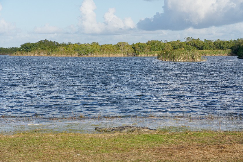 Nine Mile Pond. Nine Mile pond. near Homestead. .