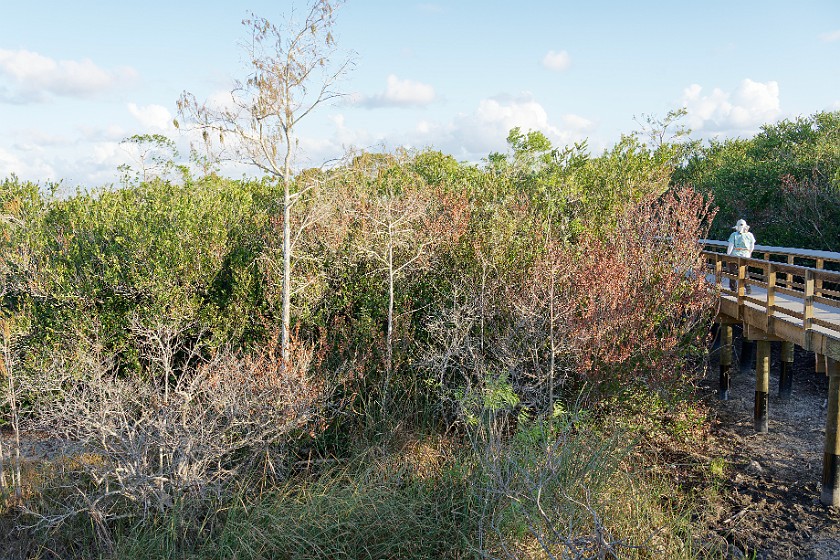 Pa-Hay-Okee. Boardwalk. near Homestead. .