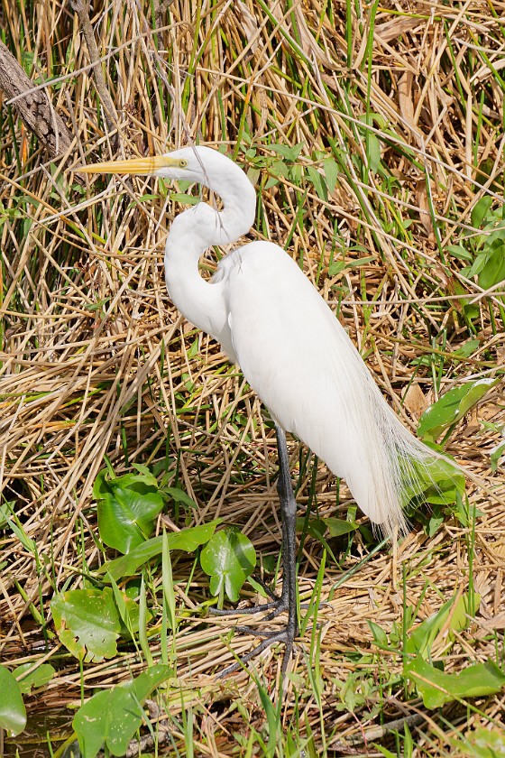 Anhinga Trail. Heron. near Homestead. .