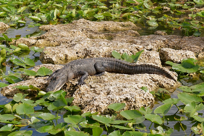 Anhinga Trail. Alligator. near Homestead. .