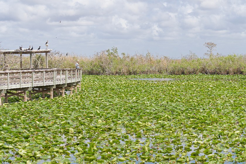 Anhinga Trail. Pond of lilys. near Homestead. .