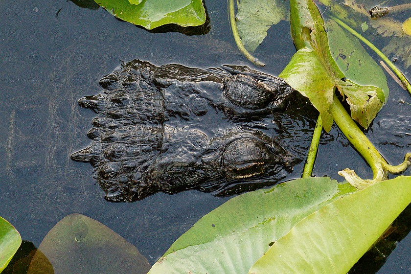 Anhinga Trail. Alligator. near Homestead. .