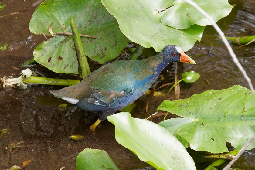 Anhinga Trail. Bird. near Homestead. .