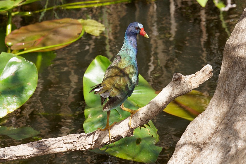 Anhinga Trail. Bird. near Homestead. .